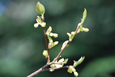 Halesia carolina - halézie karolínská - jarní pučení